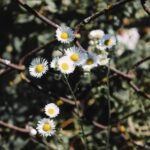 link building for growth