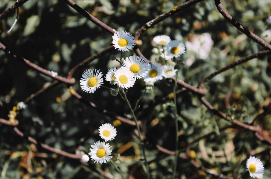 link building for growth